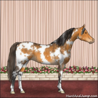 Horse Color:White Spotted Buckskin 