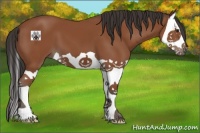 Horse Color:Bay Splash 