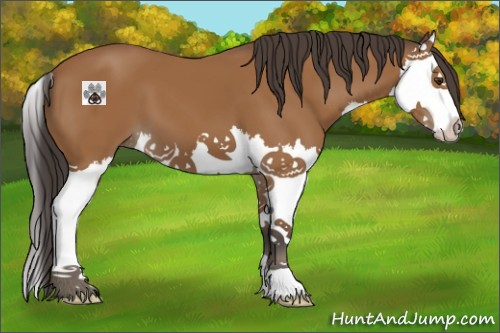 Horse Color:Bay Splash 