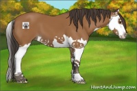 Horse Color:Bay Splash 