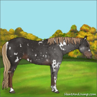 Horse Color:White Spotted Liver Chestnut Sabino 