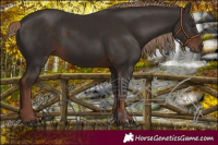 Horse Color:Liver Chestnut  and Liver Chestnut 