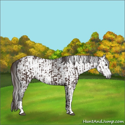 Horse Color:Liver Chestnut and Gray Liver Chestnut