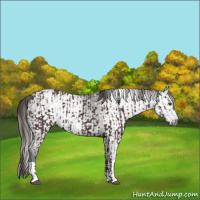 Horse Color:Liver Chestnut  and Gray Liver Chestnut 