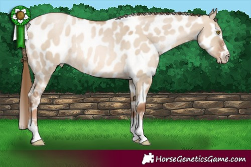 Horse Color:Liver Red Dun Pearl Near Leopard Rabicano 