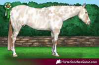 Horse Color:Liver Red Dun Pearl Appaloosa Rabicano