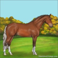 Horse Color:Silver Bay 