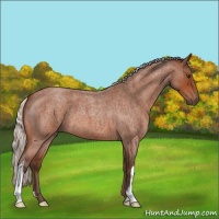 Horse Color:Silver Bay Roan 