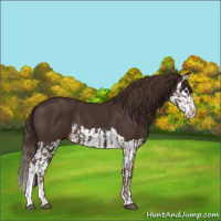 Horse Color:Liver Chestnut  and Liver Chestnut Splash 