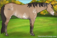 Horse Color:White Spotted Bay Dun 