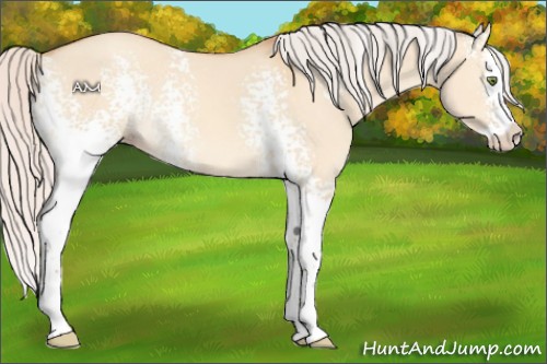 Horse Color:White Spotted Silver Amber Champagne Dun Splash 