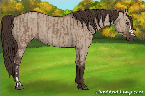 Horse Color:Liver Red Dun  and Liver Red Dun 