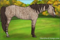 Horse Color:Liver Red Dun  and Liver Red Dun 
