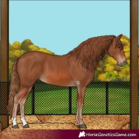 Horse Color:Chestnut 