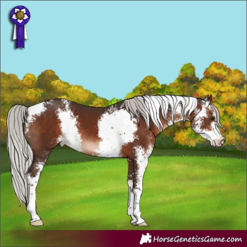Horse Color:Silver Brown Sabino 