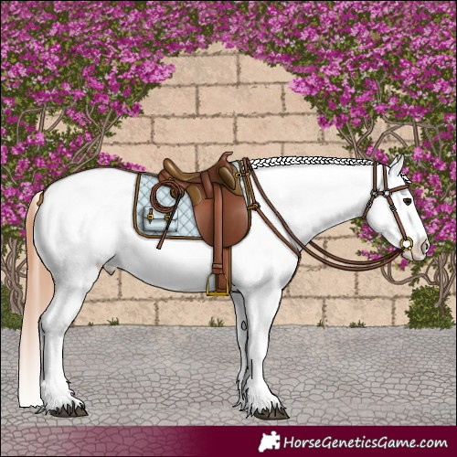 Horse Color:White Spotted Bay Dun Splash Blanket 