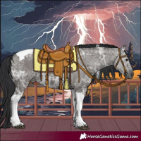 Horse Color:Grullo Ice Tobiano
