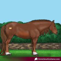 Horse Color:Chestnut 