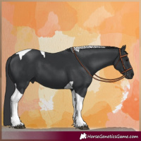 Horse Color:Black Tobiano 