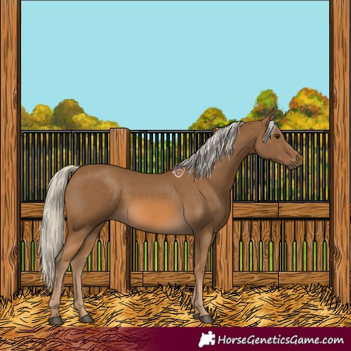 Horse Color:Chocolate Palomino 