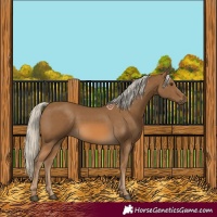 Horse Color:Chocolate Palomino 