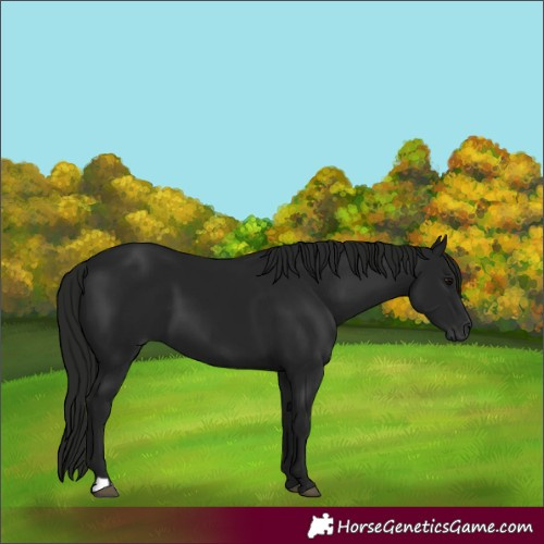 Horse Color:Gray Black 