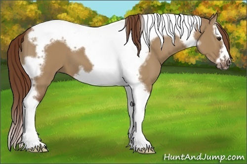 Horse Color:Red Dun Splash Tobiano Frame