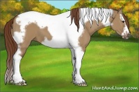 Horse Color:Red Dun Splash Tobiano Frame