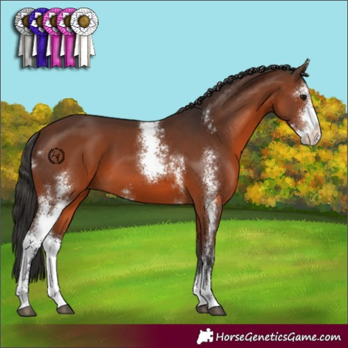 Horse Color:Brown Sabino 