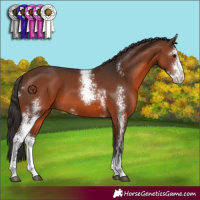 Horse Color:Brown Sabino