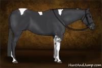 Horse Color:Black Tobiano 