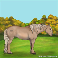 Horse Color:Chocolate Palomino 