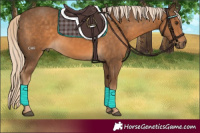 Horse Color:Chocolate Palomino 