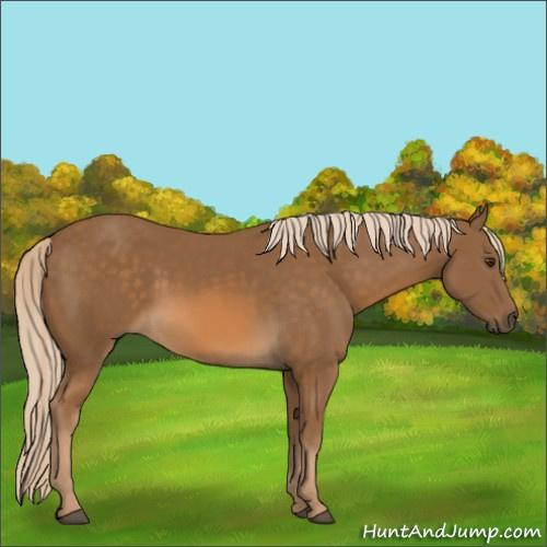 Horse Color:Chocolate Palomino 