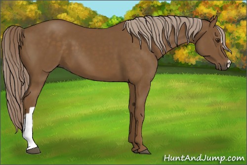 Horse Color:Chocolate Palomino 