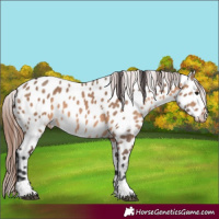 Horse Color:Brown Dun Near Leopard 