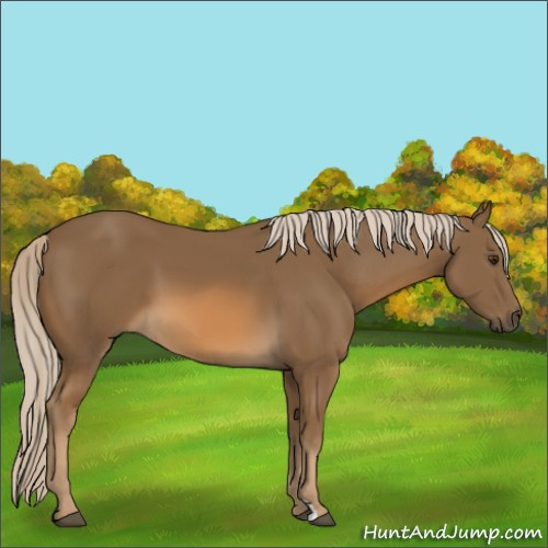 Horse Color:Chocolate Palomino 