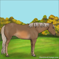 Horse Color:Chocolate Palomino 
