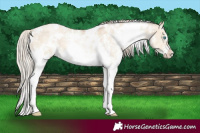 Horse Color:White Spotted Chocolate Palomino Pearl Dun Sabino 