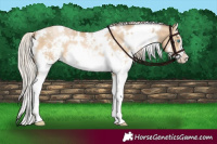 Horse Color:White Spotted Chocolate Palomino Pearl Dun Sabino 