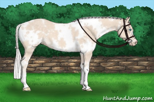 Horse Color:White Spotted Cremello 