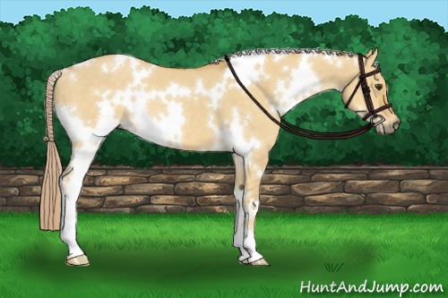 Horse Color:White Spotted Palomino Dun 