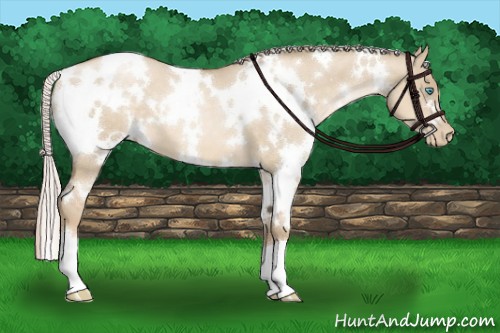 Horse Color:White Spotted Chocolate Palomino Pearl Dun 