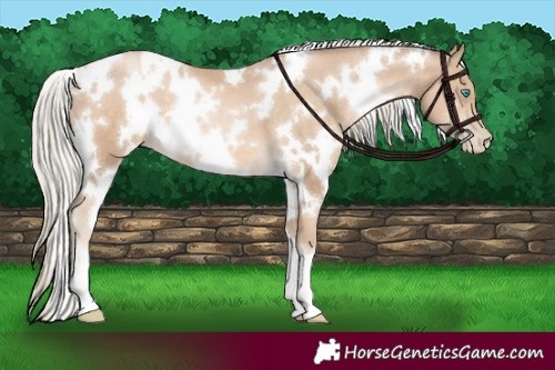 Horse Color:White Spotted Chocolate Palomino Pearl 