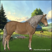 Horse Color:Chocolate Palomino 