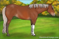 Horse Color:Silver Bay 