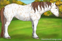 Horse Color:Amber Champagne Dun Near Leopard 