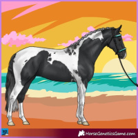 Horse Color:Black Tobiano 