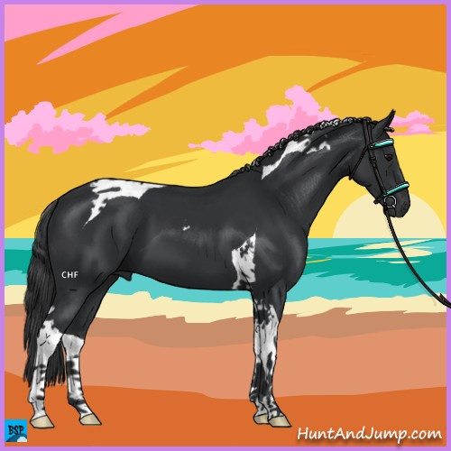 Horse Color:Black Tobiano 