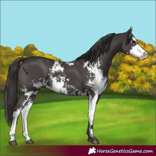 Horse Color:Smoky Black Sabino 
